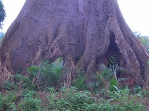 Base d'un iroko, arbre africain
